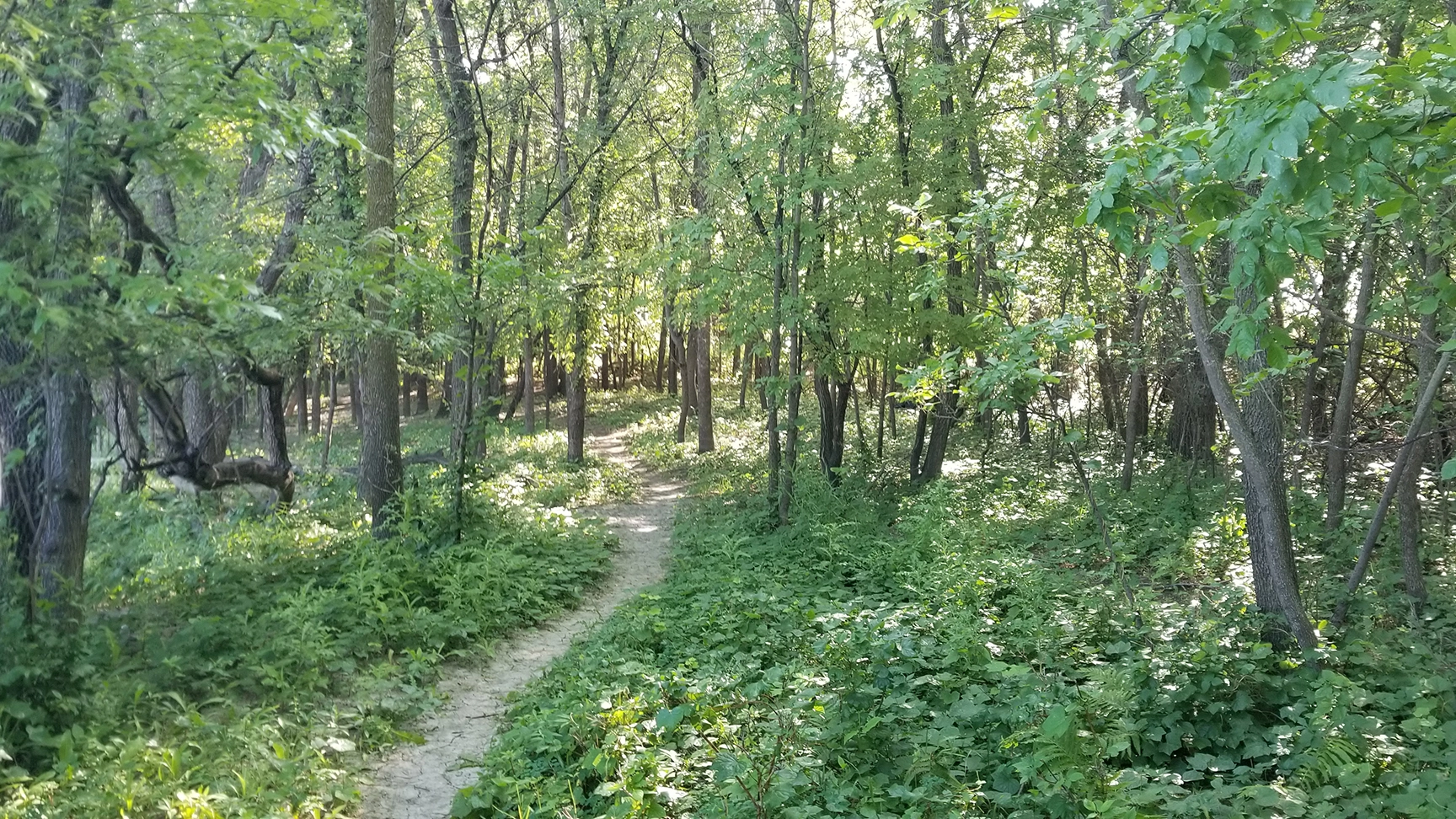 Healthy riparian forest