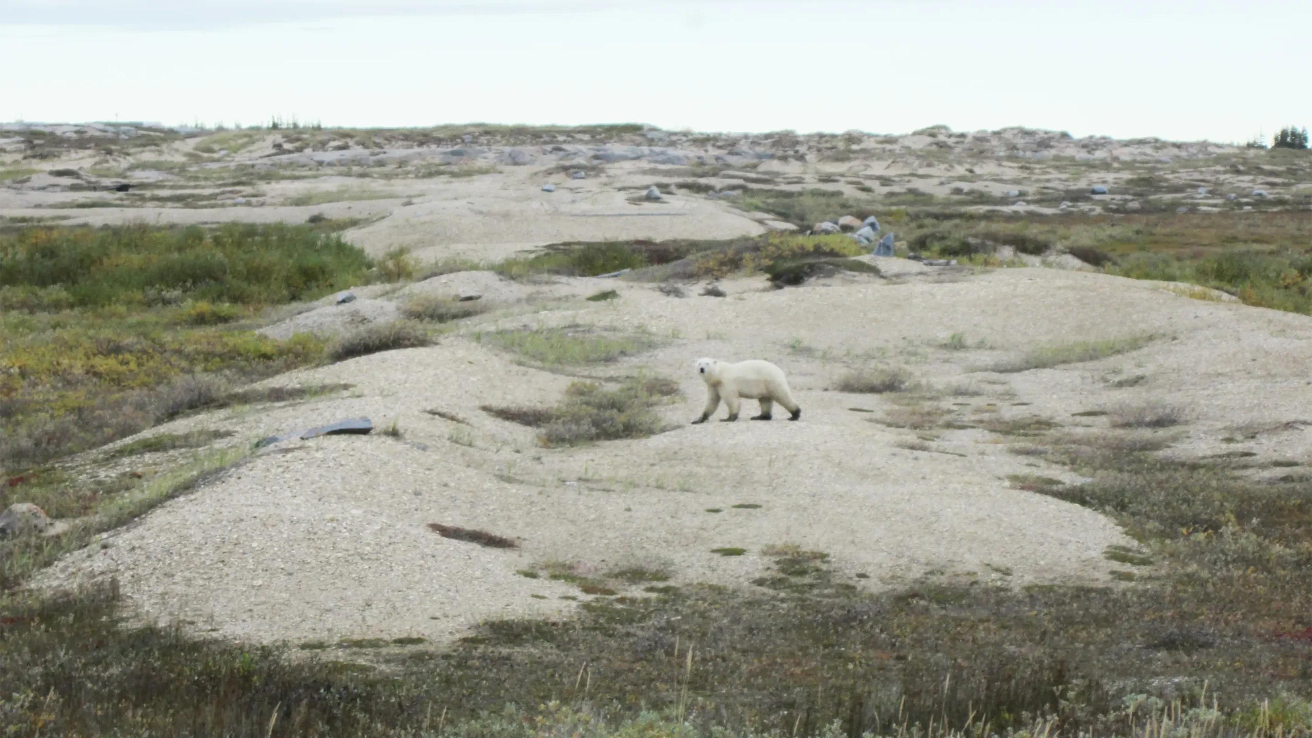 A polar bear migrates across the Churchill rocket range
