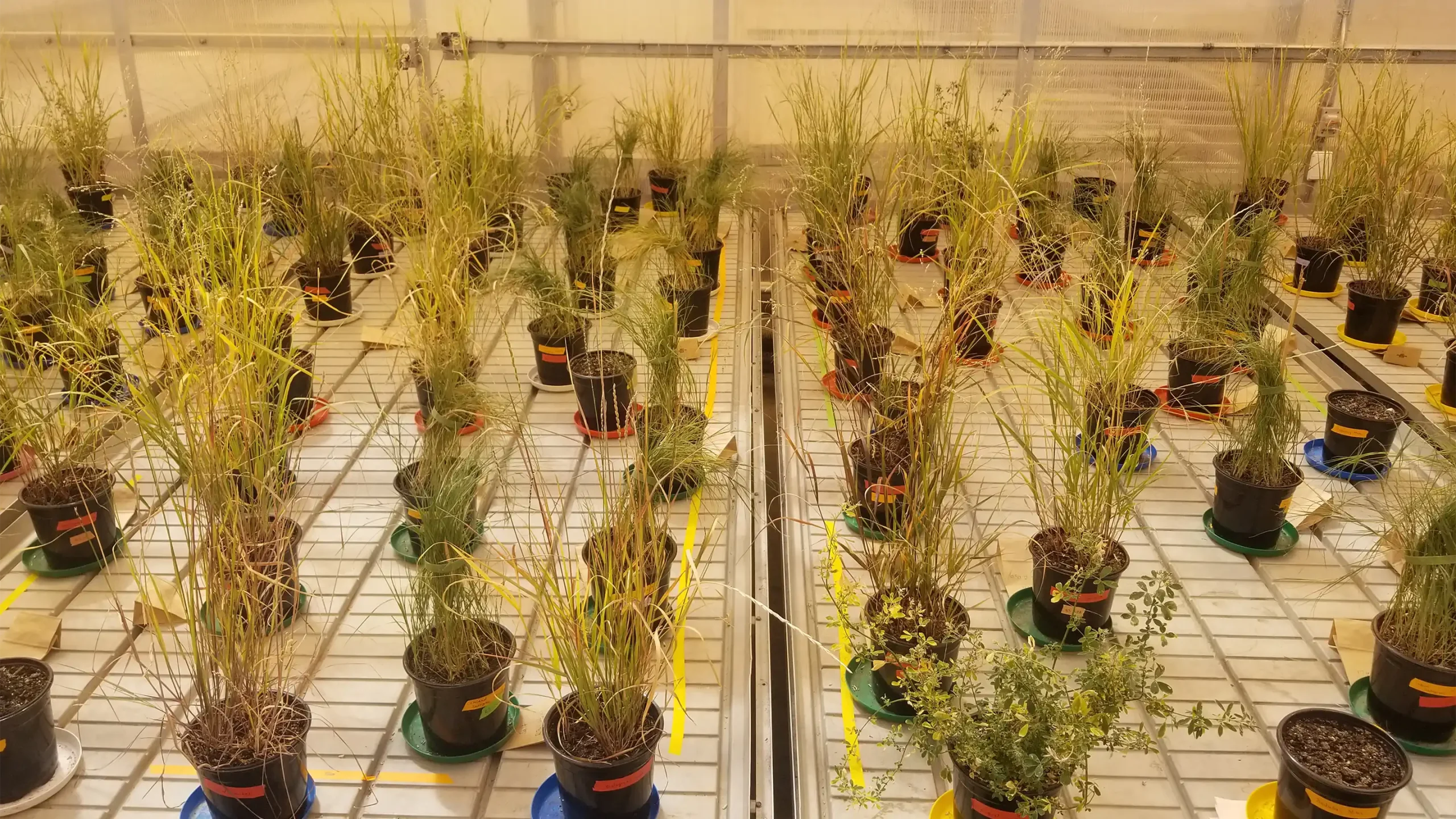 Variety of potted grasses in laboratory setting